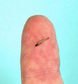 세계서 가장 작은 7.9mm 물고기 발견
