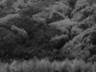 평창의 산, 그냥 그대로