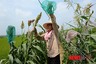 ‘후텁지근한’ 무더위 내일도…일교차 10도 ‘감기’ 주의