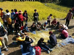 “광주 한새봉 개구리 논 벼 베기 오세요”