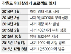 ‘국민생선’ 명태의 꿈 다시 이뤄질까