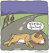 ‘로드킬’ 동물사체 가져가 달여먹다니…