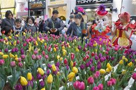 [포토] 튤립 가져가세요 