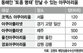 ‘귀한’ 토종 명태, 유명 아쿠아리움서 만나요