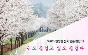 [카드뉴스] 눈도 즐겁고 입도 즐겁다…전국 벚꽃 맛집 12