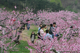 봄에도 축제는 강원이지요