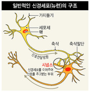 1000억개 뉴런, 100조개 시냅스…이들은 기억에서 무슨 일할까