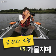 [카드뉴스] 금강의 요정 vs. 가물치떼