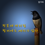 [카드뉴스] 전봇대 까치집 철거에도 예의가 있다