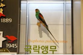 극락앵무, 나그네비둘기, 까치오리 공통점은…
