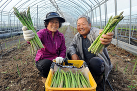 ‘강원도 감자’는 옛말, 이젠 아스파라거스 최대 주산지