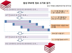 세상 모든 디지털정보가 1㎏ DNA 안에 ‘쏙’