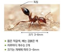 일본 공포에 떨게 한 ‘살인 독개미’ 부산항서 첫 발견