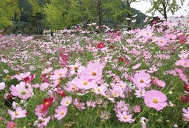 가을꽃 흐드러진 노근리 평화공원