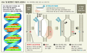 정교화된 유전자가위…DNA 절단없이 염기 하나만 ‘바꿔치기’