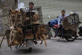 중국서 길거리 개에게 마취총 쏴 개고기로 판매