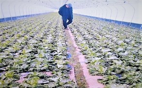 낙동강 창녕함안보 인근 지하수 고갈
