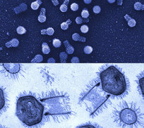 ‘거대 바이러스’, 생명 진화 수수께끼 열쇠일까