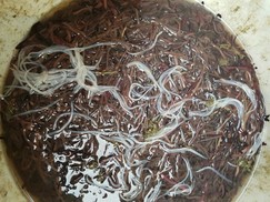 한강 하구에 또 ‘끈벌레’ 출현…고양시 어민들 비상
