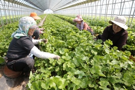 ‘산나물의 제왕’ 양구곰취 본격 출하