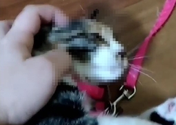고양이 학대 영상 확산…동물단체 “가해자 제보 300만원 현상금”