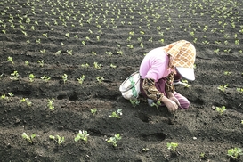 “농촌 노인 하루 10시간 일하고 6만원…기사·연락책 6만원 떼가”