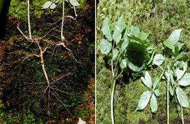 지리산에서 100년 넘은 천종산삼 3뿌리 나왔다