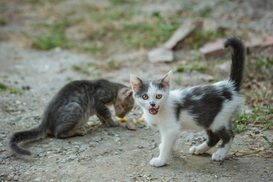 경희대, 카라 손잡고 길고양이 돌본다