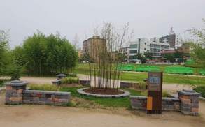 울산 태화강 변에 강릉 오죽헌의 오죽이 있다고?