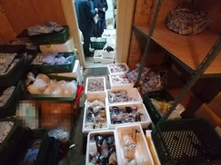 일본서 ‘상어고기 둔갑’ 고래고기 밀반입해 유통한 일당 적발