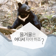 [카드뉴스] 지리산 반달곰, 올 겨울은 어디서 자야 하죠?