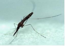 접경지역 말라리아 환자 급증 “남북 공동방역 시급”