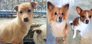 경남 통영시 “반려견 사지 말고 입양하세요”