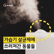 [카드뉴스] 가습기 살균제에 쓰러져간 동물들