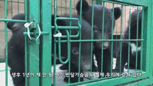 [영상+] 우리를 ‘샤부샤부’·‘육회’로 먹는다고?…아기 반달가슴곰의 눈물