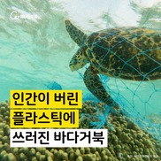 [카드뉴스] 플라스틱이 바다거북을 병들게 한다