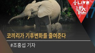 [내기소] 하루 450kg 먹는 둥근 귀 코끼리, 기후를 살린다고?