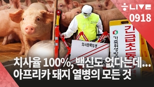 [한겨레 라이브 9월18일] 치사율 100% 아프리카돼지열병 국내 상륙…대처법은?