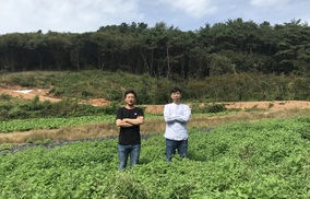 ‘고양이 핫플’ 캣닙밭엔 초록이 넘실넘실