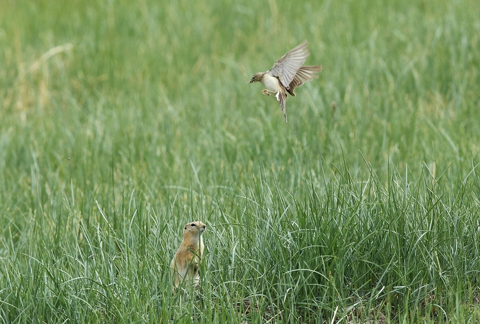 바쁘다 바빠 어미새의 육아