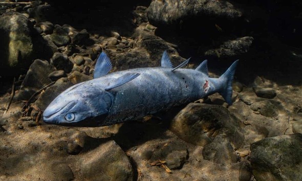 故郷の川に戻り 煮え死に するサケ 気候変動の惨事の犠牲に 文化 Hankyoreh Japan