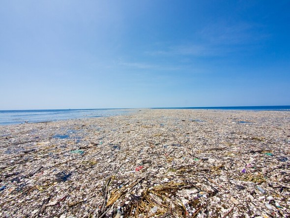 太平洋のゴミの島に新たな「イカダ生態系」が誕生 : 日本•国際 : hankyoreh japan