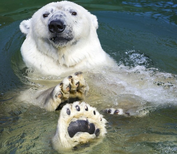 ホッキョクグマの肉球、滑り止め付きの靴下のような役割果たしていた