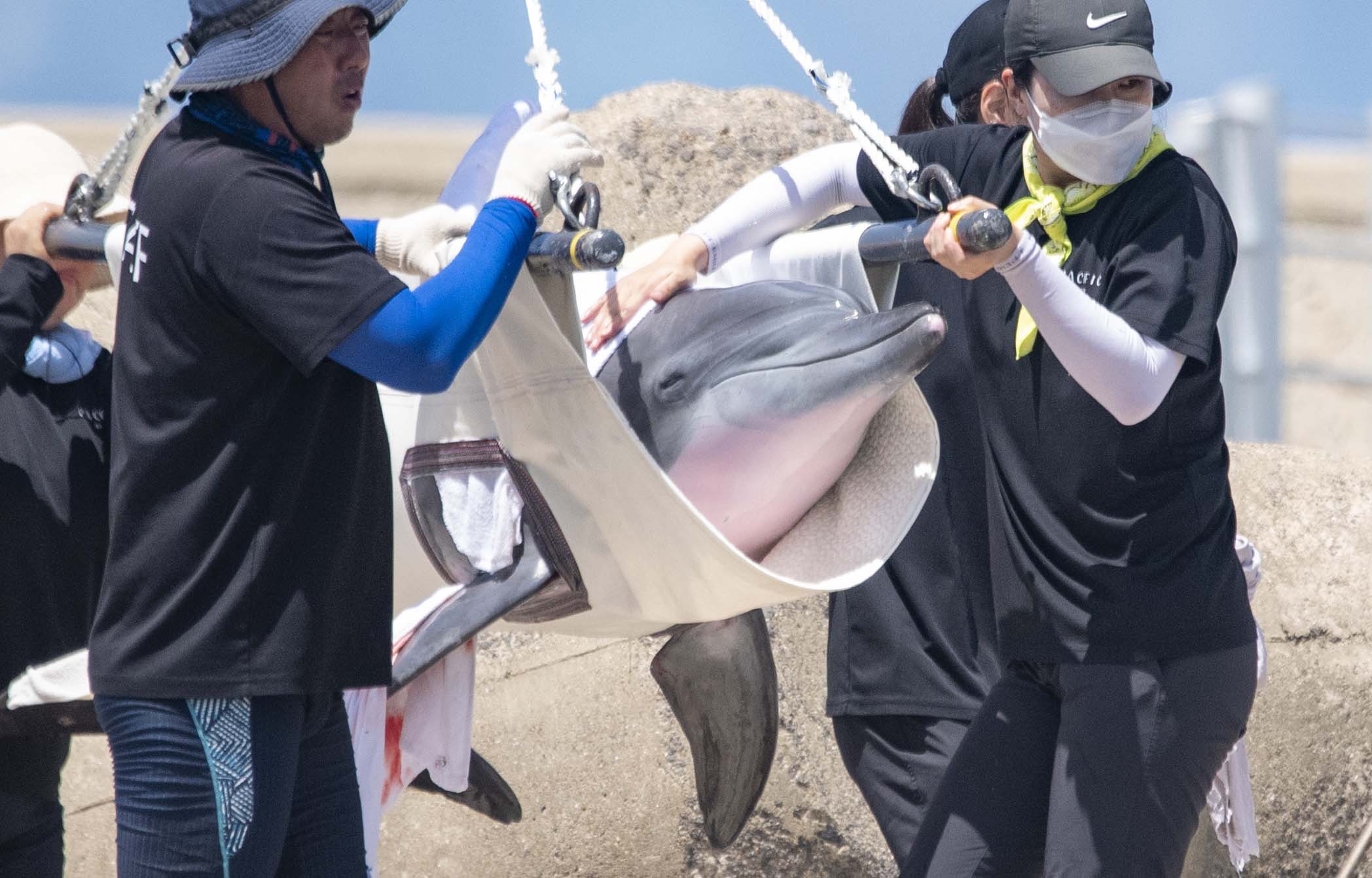 수족관 속 마지막 남방큰돌고래 ‘비봉이’ 바다로