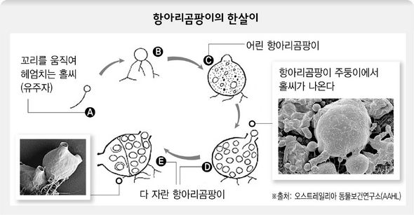 개구리 떼죽음 내모는 '항아리곰팡이' 비상 : 과학 : 미래&과학 : 뉴스 : 한겨레