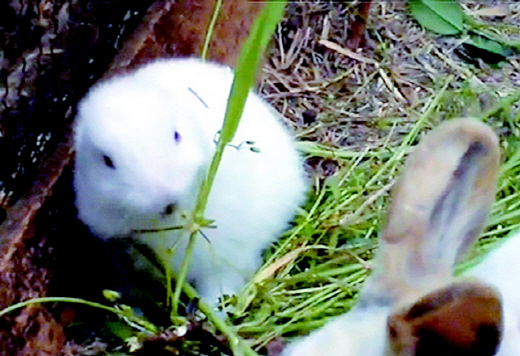 Earless rabbit in Japan bolsters radiation concerns : International : News  : The Hankyoreh