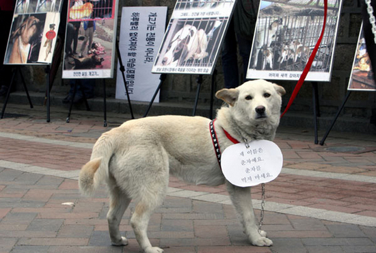 are dogs considered livestock in south korea