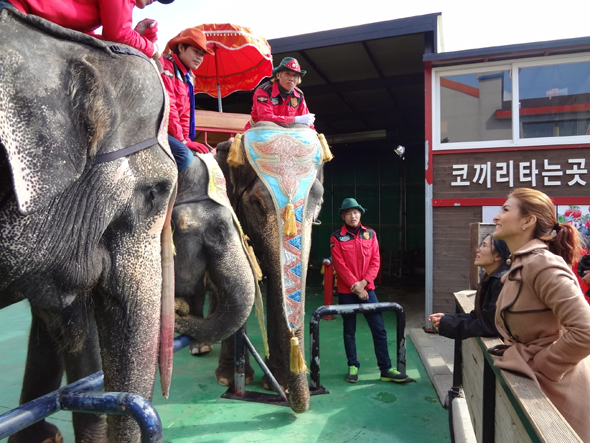 12일 오전 제주도 서귀포시의 한 코끼리 공연업체를 찾은 타이 코끼리보호 운동가 렉(왼쪽 키 작은 여성)과 영화배우 보가 라오스에서 온 조련사들과 이야기를 나누고 있다.