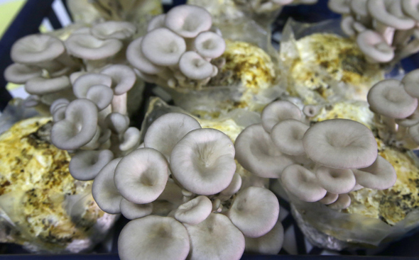 커피 찌꺼기를 섞은 버섯 배양기(배지)에서 느타리버섯이 자란 모습.