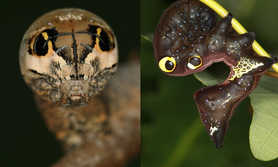나방 환생하는 애벌레…신물질·미래식량 보물